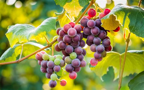 grapes images hd